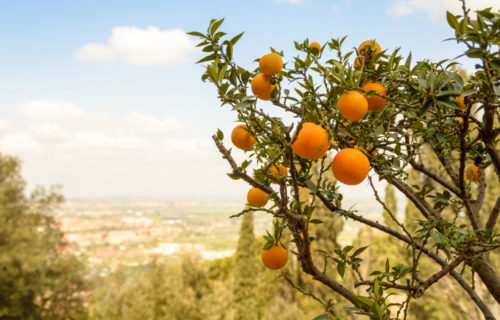 Endlich wieder da – das griechische Obst!