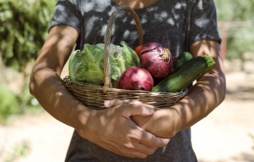 Neu ab Juli 2020: Wöchentlicher Markttag im Gartenbau Graz