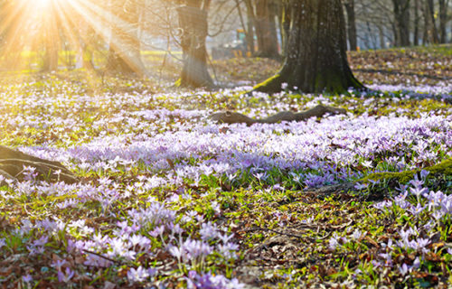 Frühlingserwachen – Wie die Psyche auf die wärmer werdende Jahreszeit reagiert