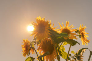 Sonnenblume während Hitzewelle - heiße Tage drücken auf das Gemüt