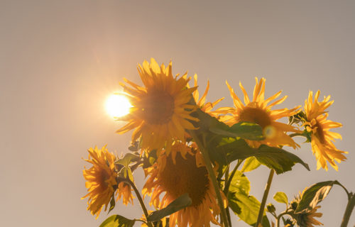 Sommer, Sonne, Hitzewelle – Wie heiße Tage auf die Seele wirken