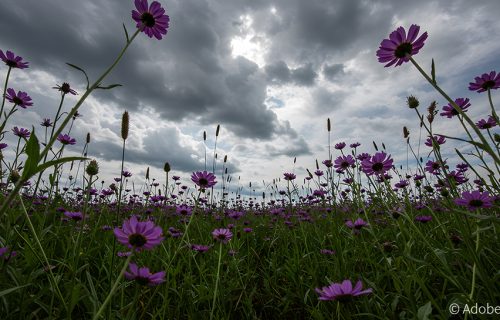 Getrübte Sommerstimmung